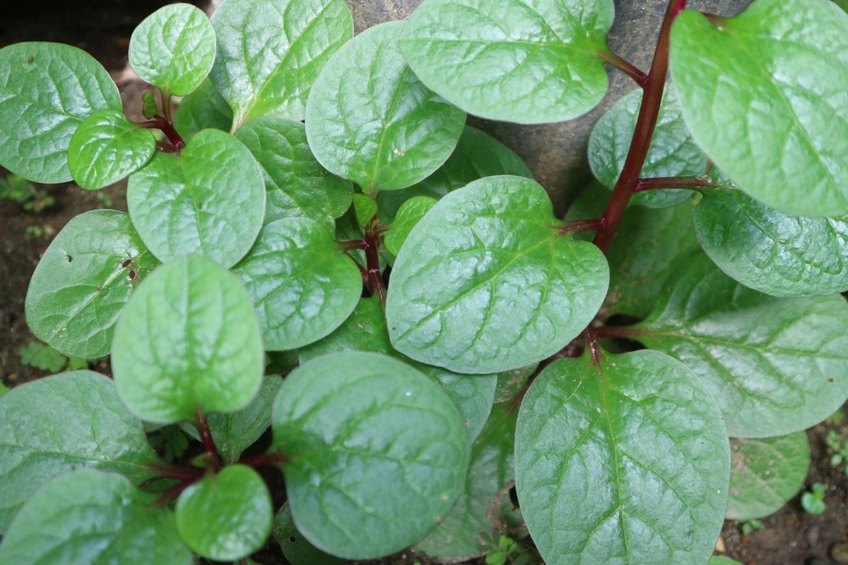 Binahong (Anredera cordifolia)